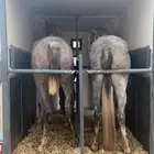 عربه نقل خيل
