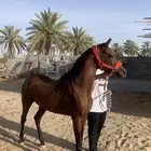 حصان شعبي العمر 7 سنوات تقريبن حصان حار شيخ معسوف الحد 4000
