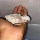 فرخ روز البينو عيون حمر لسه تحت اهله عمره شهر كذا وهذا اهله