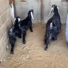 عنز والد معها ثنين عيالها ذبائح سنها موضح بالصوره