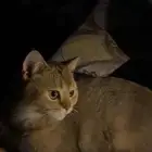 قطو ذكر عمره سنه وسبع شهور  Scotch Volt معه حافض اكل مويه