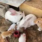 ارانب بعيالها