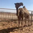 خفوت ضروبه بيع 3500 تم البيع