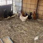 للبيع دجاج كويتي