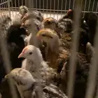 السلام عليكم عارض لكم دجاج بلدي وفيومي