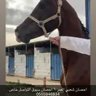 حصان شعبي شيييخ