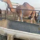 للبيع بكره حمر سنها حقه سليمة العذاريب مفرق رماح