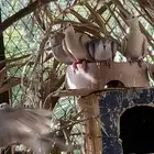 ياكريم هولندي