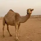 ضروبه