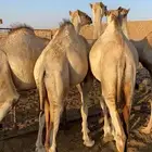 4قعدان الموقع مرات