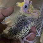 لهواة الغر فرخ كروان