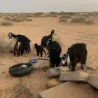 معزا العدد4 معهن 8. روم وسلم.