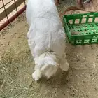 طلي