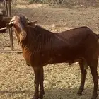 فحول دهم وشح