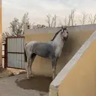 للبيع حصان