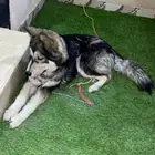 كلبه هاسكي للبيع .