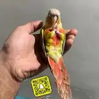 ببغاء كنيور اليف وهدد