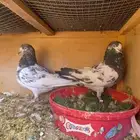 حمام باكستاني تيدي