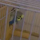 زوج بادجي