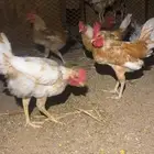 ديوك عرض لمدة ساعه