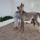 حصان عربي اصيل