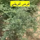 شتلات قرض