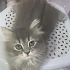 قطط كيتن شيرازي للبيع