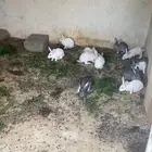 أرانب بلدي وفرنسي