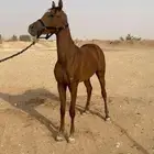 مهر شعبي مستقبل كفو
