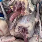 فراخة حمام ذبح اليوم طازج