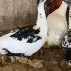 بط مشكل