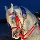 مطلوب افراس واهو