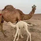 خلفه حمرا ام ثالث منيحه شرط الهداوه والحليب