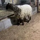 شاه رباع حايل شرط ضهرها فوق الوسط