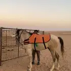 الحصان امه شعبيه والاب جزيري ومعسوف والحصان بارد وهادي جدآ