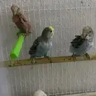 طيور مشكله الاغلب اناثي ويوجد مبايض