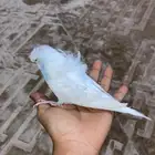 ببغاء بادجي انثى منتجه جاهز التزاوج طاقيه تم البيععع