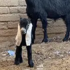 عنز خلفه. تم البيع