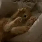 قطوتين للتبني