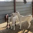 جفار
