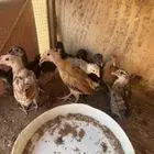 صوص بلدي عمر شهر وا8اياى
