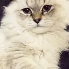 قط شيرازي قطو قطه بسه سكاكا الجوف
