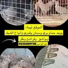 حمام قمري سمان