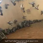 حمام اسودي شرط نضيف