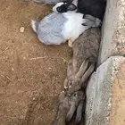 أرانب البيع عل سوم