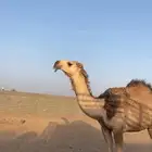 قعود رماني كفو سنه حق يدخل لقي الشتاء هاذا ساسه طيب وفحل
