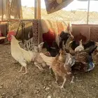 دجاج للبيع