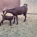 معزا للبيع و شاه حريه خلفات
