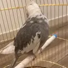 طير كروان متكلم