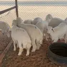 ذبايح حريات شي طيب
